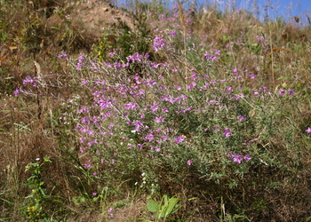 Rosmarin-Weidenröschen (Epilobium dodonaei) - © Emanuel Trummer